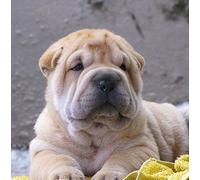 Shar Pei Dog Greeting Card Square - Gift Idea Special Occasion Blank Inside with Envelope Premium Unique Design Animal Cute Illustrated Wildlife Quality Included UK Designed