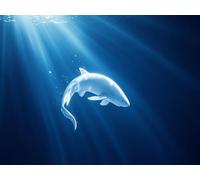Shark Diamond Art Seabed Diamond Painting, Dimond Art for Adults Beginner, 5D Crystal Dimond Painting Accessories Kits Complete, Crystal Crafts Kit for Home Decor, Gifts for Wome 70x50cm, Model 96