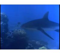 Shark Encounters