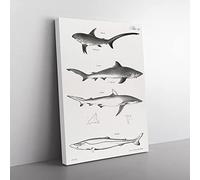 Shark Illustrations By J.E. De Kay Vintage Canvas Wall Art Print Ready to Hang, Framed Picture for Living Room Bedroom Home Office Décor, 60x40 cm (24x16 Inch)
