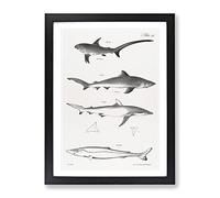 Shark Illustrations By J.E. De Kay Vintage Framed Print | A2 Black Framed Wall Art | Ready to Hang | Classic Animal Picture | Living Room Bedroom Lounge Office