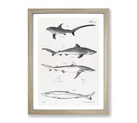 Shark Illustrations By J.E. De Kay Vintage Framed Print | A2 Oak Framed Wall Art | Ready to Hang | Classic Animal Picture | Living Room Bedroom Lounge Office