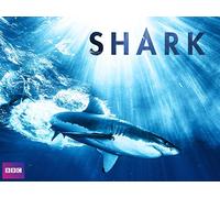 Shark - Season 1