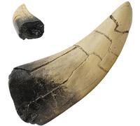 Shark Teeth Realistic Resin Eco-Friendly Retro Shark Teeth 4.5x2x1.2" Tooth Bulk Tooth for Display Collect Jewelry Making