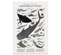 Shark Wall Art Animals Pictures Chondrichthyes Guide Poster Knowledge Prints Animals Fish Canvas Chart Poster Room Aesthetic for Home Classroom Office Bathroom Wall Decor, 16x24in Frameless