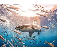 Shark Week's 50 Best Bites