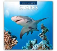 Sharks 2025 Square Wall Calendar by Red Robin Paperback Book