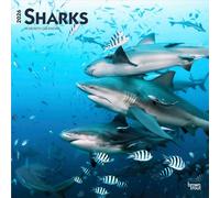 Sharks | 2026 12 x 24 Inch (Hanging) Monthly Square Wall Calendar | Plastic-Free | BrownTrout | Wildlife Marine Animals Fish