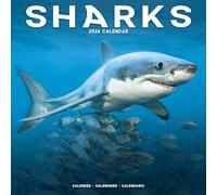 Sharks 2026 Calendar | Square Wall Calendar | Animal, Predator, Sealife Gift | Plastic Free Packaging | by Avonside Publishing