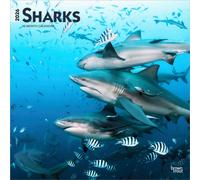 Sharks | 2026 12 x 24 Inch (Hanging) Monthly Square Wall Calendar | Plastic-Free | BrownTrout | Wildlife Marine Animals Fish