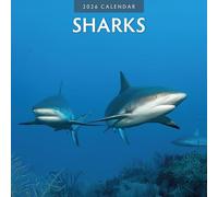 Sharks 2026 Square Wall Calendar