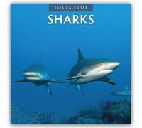 Sharks 2026 Square Wall Calendar: Original Red Robin Publishing Ltd-Kalender [Mehrsprachig] [Kalender]