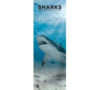 Sharks 2026 Wall Calendar, 12-Month Slim Format, Made in England