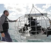 Sharks Of The Badlands