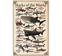 Sharks Of The World Metal Tin Signs Shark Types Knowledge Posters Shark Science Infographic Plaques Home Farmhouse Classrooms Children's Education Wall Decor Vintage Wall Decoration 8x12 inch