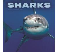 Sharks Square Wall Sunday Start Calendar