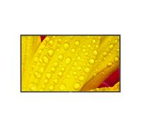 Sharp NEC 65" Digital Signage Display UHD 4K MultiSync M651-2 - 60006086 - New