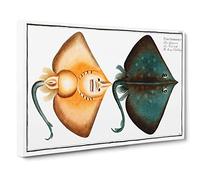 Sharp Nosed-Ray Fish by M.E. Bloch Canvas Print | Gallery Wrapped 30mm Frame Wall Art | 30x20 inches | Ready to Hang | Modern Animals Picture | Living Room Bedroom Lounge Office