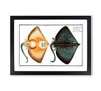 Sharp Nosed-Ray Fish by M.E. Bloch Framed Print | A2 Black Framed Wall Art | Ready to Hang | Modern Animal Picture | Living Room Bedroom Lounge Office