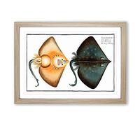 Sharp Nosed-Ray Fish by M.E. Bloch Framed Print | A2 Oak Framed Wall Art | Ready to Hang | Modern Animal Picture | Living Room Bedroom Lounge Office