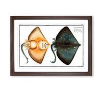 Sharp Nosed-Ray Fish by M.E. Bloch Framed Print | A2 Walnut Framed Wall Art | Ready to Hang | Modern Animal Picture | Living Room Bedroom Lounge Office