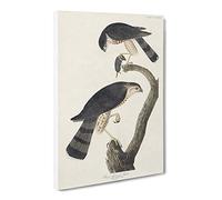 Sharp Shinned Hawks By John James Audubon Canvas Print | Gallery Wrapped 30mm Frame Wall Art | 24x16 inches | Ready to Hang | Retro Bird Picture | Living Room Bedroom Lounge Office