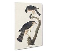 Sharp-shinned Hawks by John James Audubon Canvas Print | Gallery Wrapped 30mm Frame Wall Art | 30x20 inches | Ready to Hang | Modern Bird Picture | Living Room Bedroom Lounge Office