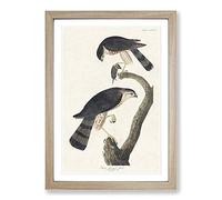 Sharp-shinned Hawks by John James Audubon Framed Print | A2 Oak Framed Wall Art | Ready to Hang | Modern Nature Picture | Living Room Bedroom Lounge Office