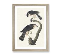 Sharp Shinned Hawks By John James Audubon Vintage Framed Print | A4 Oak Framed Wall Art | Ready to Hang | Classic Nature Picture | Living Room Bedroom Lounge Office