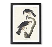 Sharp Shinned Hawks By John James Audubon Vintage Framed Wall Art Print, Ready to Hang Picture for Living Room Bedroom Home Office Décor, Black A4 (34 x 25 cm)