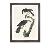 Sharp Shinned Hawks By John James Audubon Vintage Framed Wall Art Print, Ready to Hang Picture for Living Room Bedroom Home Office Décor, Walnut A4 (34 x 25 cm)