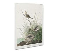 Sharp Tailed Finch Bird By John James Audubon Canvas Print | Gallery Wrapped 30mm Frame Wall Art | 24x16 inches | Ready to Hang | Retro Animals Picture | Living Room Bedroom Lounge Office