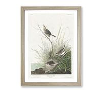 Sharp Tailed Finch Bird By John James Audubon Vintage Framed Wall Art Print, Ready to Hang Picture for Living Room Bedroom Home Office Décor, Oak A4 (34 x 25 cm)