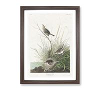 Sharp Tailed Finch Bird By John James Audubon Vintage Framed Wall Art Print, Ready to Hang Picture for Living Room Bedroom Home Office Décor, Walnut A4 (34 x 25 cm)