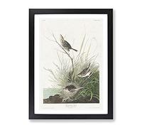 Sharp Tailed Finch Bird By John James Audubon Vintage Framed Wall Art Print, Ready to Hang Picture for Living Room Bedroom Home Office Décor, Black A2 (64 x 46 cm)