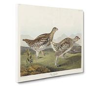 Sharp tailed Grouse Birds by John James Audubon Canvas Print | Gallery Wrapped 30mm Frame Wall Art | 20x20 inches | Ready to Hang | Retro Bird Picture | Living Room Bedroom Lounge Office