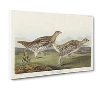 Sharp Tailed Grouse Birds By John James Audubon Canvas Print | Gallery Wrapped 30mm Frame Wall Art | 24x16 inches | Ready to Hang | Retro Bird Picture | Living Room Bedroom Lounge Office