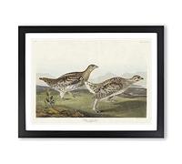 Sharp Tailed Grouse Birds By John James Audubon Vintage Framed Print | A2 Black Framed Wall Art | Ready to Hang | Classic Nature Picture | Living Room Bedroom Lounge Office