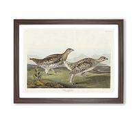 Sharp Tailed Grouse Birds By John James Audubon Vintage Framed Wall Art Print, Ready to Hang Picture for Living Room Bedroom Home Office Décor, Walnut A3 (46 x 34 cm)