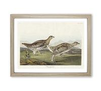 Sharp Tailed Grouse Birds By John James Audubon Vintage Framed Wall Art Print, Ready to Hang Picture for Living Room Bedroom Home Office Décor, Oak A4 (34 x 25 cm)