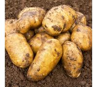 Sharpes Express 2kg Summer Planting Second Cropping Seed Potatoes (22 Tubers Approx.) By Jamieson Brothers