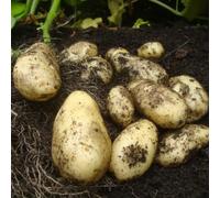 Sharpe's Express First Early Seed Potatoes - 4kg Bag | Traditional Flavour, Smooth White Flesh, Ideal for Roasting | Thompson & Morgan