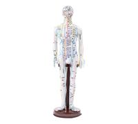 Sharplace Chinese Medical Model,PVC Human Acupoint Model Teaching Prop Multipurpose Height 15.7inch Full Body for Learners, White