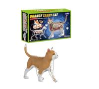 Sharplace Dissection Model With Clear Body Removable Internal Parts Realistic Standing Feline Design suitable for school education homeschool projects beginner, Orange Tabby Cat Anatomy Model