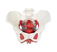 Sharplace Female Pelvis Model Educational Equipment Science Removable Flexible Accessories Trainingaid for Midwife in Obstetrics