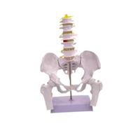 Sharplace Female Pelvis Model Teaching Equipment Premium Practical Durability Human Skeleton Display Female Skeleton Model Professional, Style B
