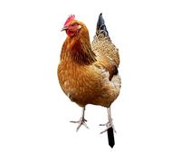 Sharplace Hen Statue Garden Stake Animal Sculpture Metal Decorative Chicken Figurine Ground Insert,Yard Art for Outdoor,Backyard,Floor, 33x15.2x0.1cm