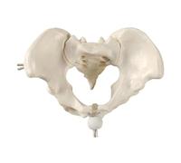 Sharplace Human Female Pelvis Model,Hip Bone Pelvic Model Human Skeleton, Flexible Teaching Aid for Display Teaching Learning
