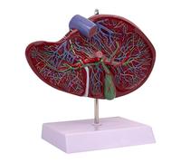 Sharplace Human Liver Gallbladder Model Model Intuitive Easy to Carry Lightweight Vessels Display for Research Medical