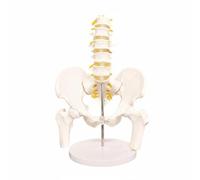 Sharplace Medical Skeleton Educational Female Pelvis Spine PVC Structure Movable Model for Demonstration Suitable for Learning Hospital Teaching, MINI Model With Base